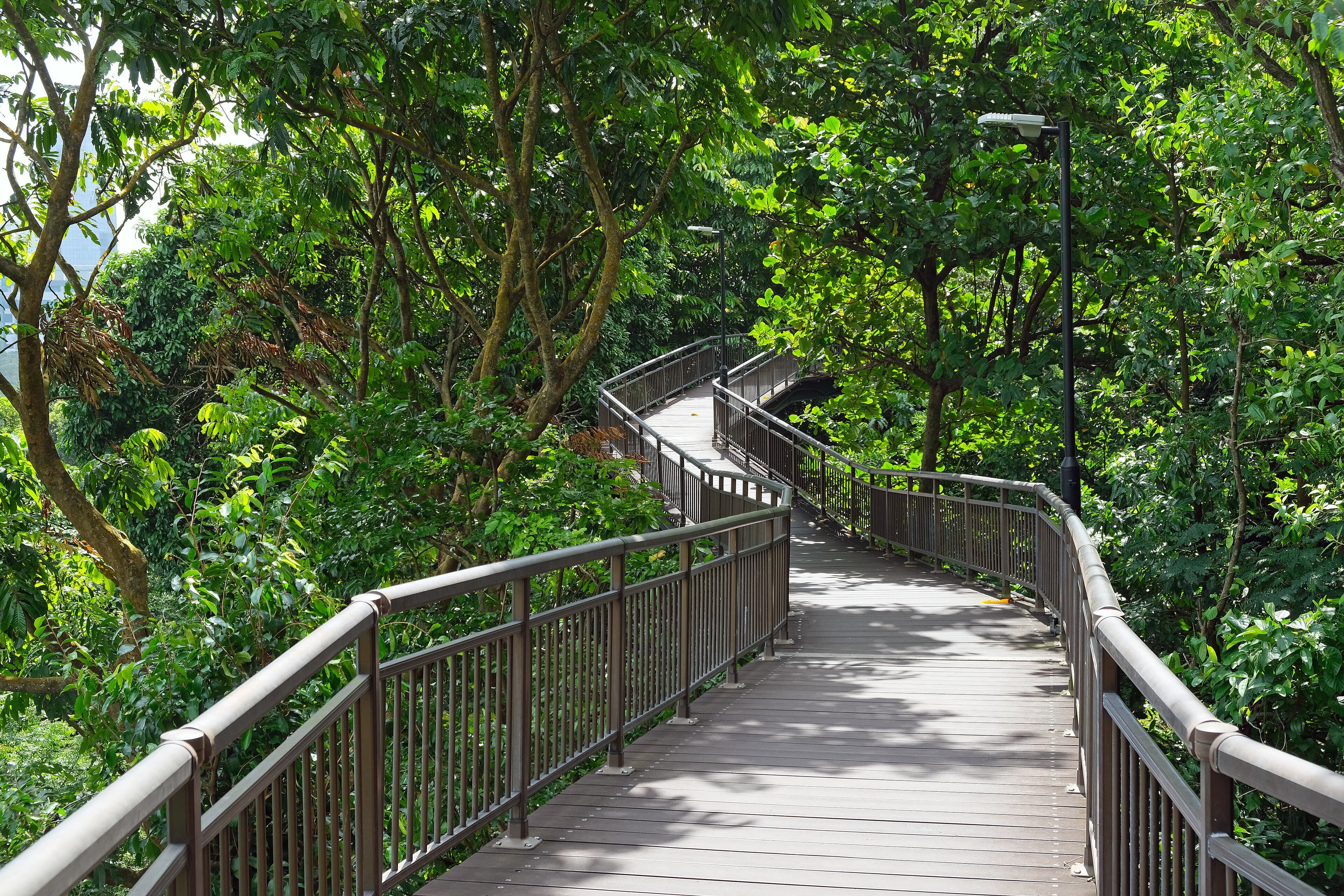 A canopy walkway through trees